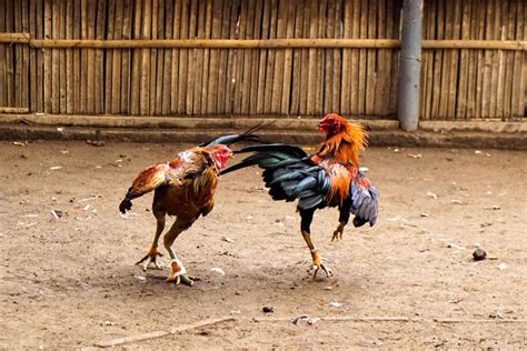 gamefowl conditioning|How to Condition Fighting Roosters .